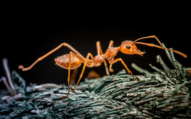 Close up of Red Ant on rope, The red ant walking on the rope, Nature blurred background, Insect Thiland.