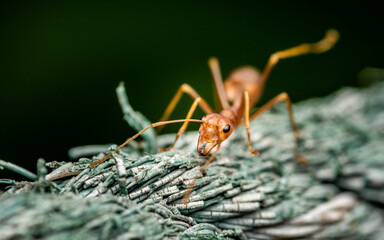 Close up of Red Ant on rope, The red ant walking on the rope, Nature blurred background, Insect Thiland.