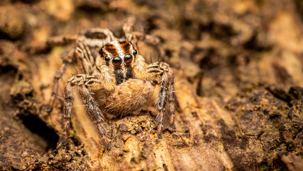 Close up of a jumping spider on a tree bark, Macro photography, Jumping Spider is resting on bark of tree, Tiny yellow jumping spider, Selective focus, Insect Thailand.