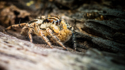 Close up of a jumping spider on a tree bark, Macro photography, Jumping Spider is resting on bark of tree, Tiny yellow jumping spider, Selective focus, Insect Thailand.