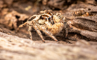 Close up of a jumping spider on a tree bark, Macro photography, Jumping Spider is resting on bark of tree, Tiny yellow jumping spider, Selective focus, Insect Thailand.