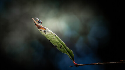 Close up a Fly on green leaf and nature blurred background, Common housefly, Colorful insect, Selective focus.