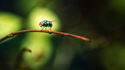 Close up a Fly perched on a tree branch, dry wood with isolated background, Common housefly, Colorful insect, Selective focus.