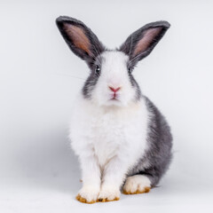 cute black and white rabbit isolated white background