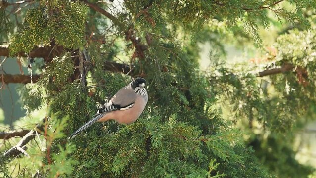 Full shot of black headed jay or lanceolated jay bird in foothills of himalaya uttarakhand india asia