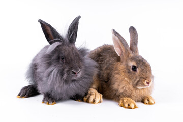 Obraz premium cute black and white rabbit isolated white background