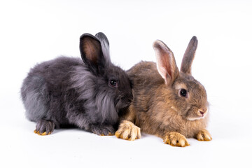 cute black and white rabbit isolated white background