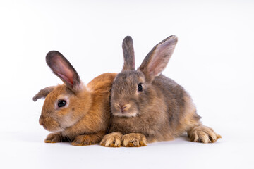 Obraz premium cute black and white rabbit isolated white background