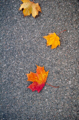 autumn maple leaves lie on the pavement