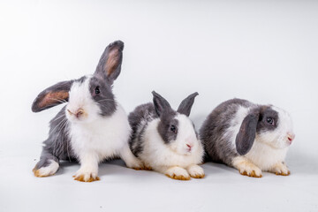 Obraz premium cute black and white rabbit isolated white background