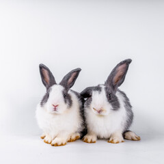 cute black and white rabbit isolated white background