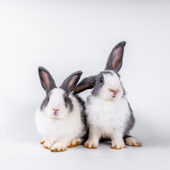 cute black and white rabbit isolated white background