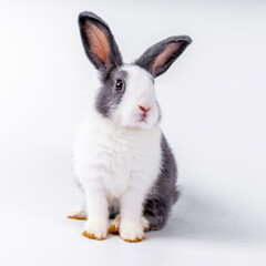 Fototapeta premium cute black and white rabbit isolated white background