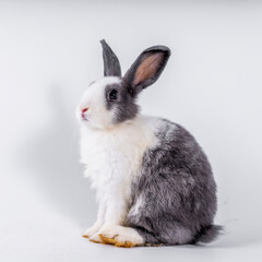 cute black and white rabbit isolated white background