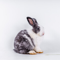 Obraz premium cute black and white rabbit isolated white background