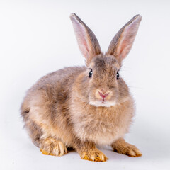 Obraz premium cute black and white rabbit isolated white background