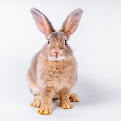 Obraz premium cute black and white rabbit isolated white background