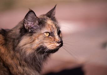 Furry cat portrait on a sunny day in the garden