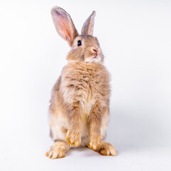 cute black and white rabbit isolated white background