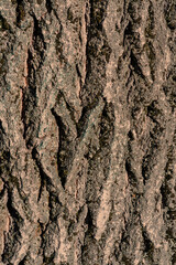 bark of a tree