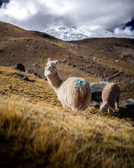 Llamas and Alpacas of Peru and Bolivia