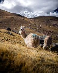 Papier Peint photo Vinicunca Llamas and Alpacas of Peru and Bolivia
