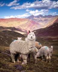 Foto op Plexiglas Vinicunca Lama& 39 s en alpaca& 39 s van Peru en Bolivia