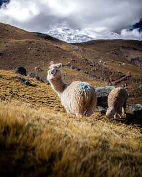 Llamas and Alpacas of Peru and Bolivia