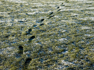 Foot prints of a frozen grass of a training field. Cold winter season concept. Nobody