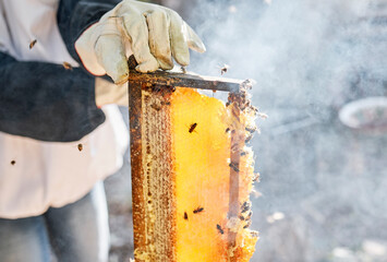 Beekeeper, hands and person with honeycomb frame at farm outdoors. Beekeeping, smoke and owner, employee or worker getting ready to harvest natural, healthy and organic honey, propolis or beeswax.