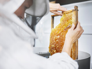 Honeycomb, beekeeper and bee farming inspection for organic food industry, product nutrition and...