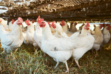 Sustainability, agriculture and chicken on an empty farm for free range or organic poultry farming...