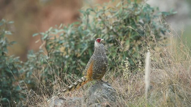 full shot of cheer pheasant or Catreus wallichii or Wallich's pheasant during winter migration on big rock in natural green background in foothills of himalaya forest uttarakhand india