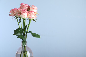 Vase with beautiful pink roses on light blue background. Space for text