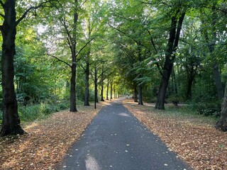 Beautiful landscape with pathway among tall trees in park