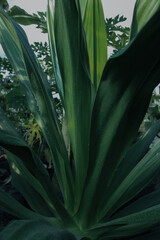 Obraz premium American aloe with beautiful leaves growing outdoors, closeup. Tropical plant