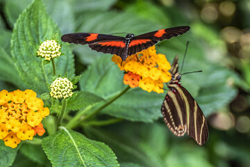Close up view of different tropical butterfly in botanical garden. AMSTERDAM, The NETHERLANDS.