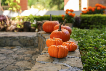 Many whole ripe pumpkins on stone curb in garden