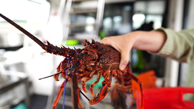 Catching live Lobster in America. Fishing crayfish in Tasmania Australia