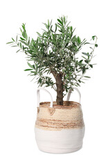 Beautiful young potted olive tree isolated on white