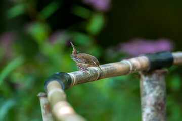 Troglodyte mignon - Troglodytes troglodytes - Eurasian Wren