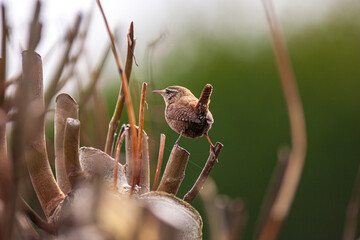 Troglodyte mignon - Troglodytes troglodytes - Eurasian Wren
