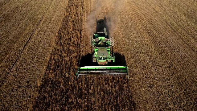 Combine Harvester on Wheat harvesting in field, aerial view. Winter Wheat planting,  breadbasket, autumn grain harvest, drone view. Wheat and corn markets. Wheat import, maize (corn). 