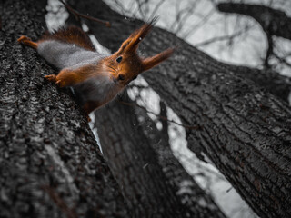squirrel on tree