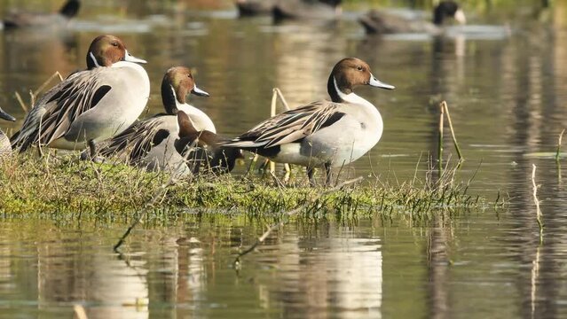 full shot of Northern pintail or Anas acuta family with reflection in water during winter migration to wetland of keoladeo national park forest or bharatpur bird sanctuary rajasthan india asia