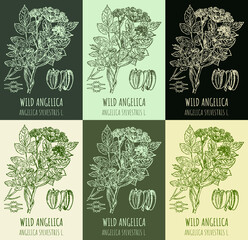 Set of drawings WILD ANGELICA in different colors. Hand drawn illustration. Latin name ANGELICA SYLVESTRIS L.