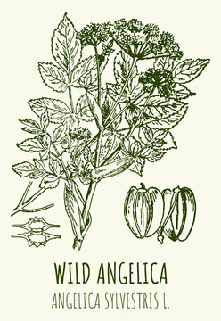 Vector drawings of WILD ANGELICA. Hand drawn illustration. Latin name ANGELICA SYLVESTRIS L.

