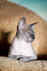 cat, sphinx