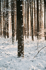 Winter road in the forest. Path covered with snow.