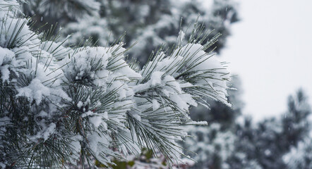 Pine leaves are covered with snow